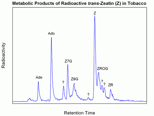 Metabolický profil trans-zeatinu v buňkách tabáku